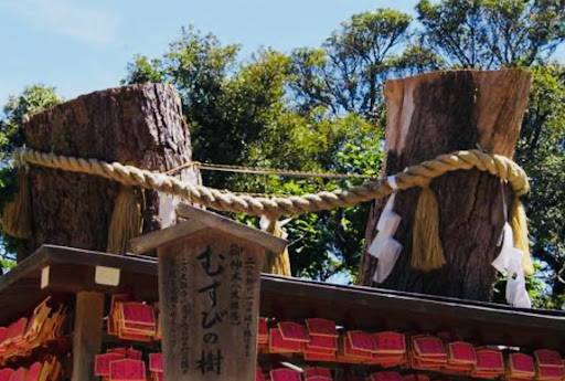 江ノ島神社の結びの樹
