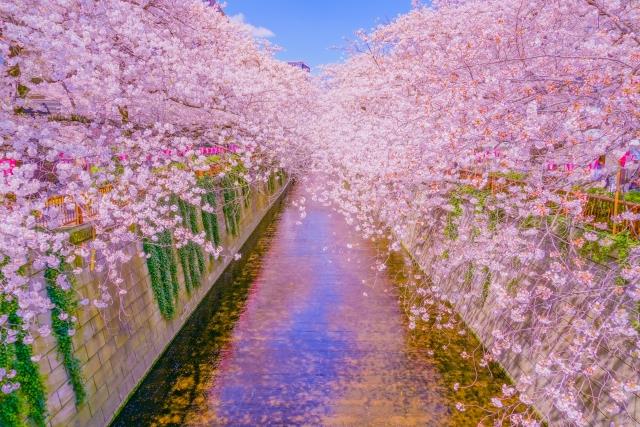 中目黒付近の桜