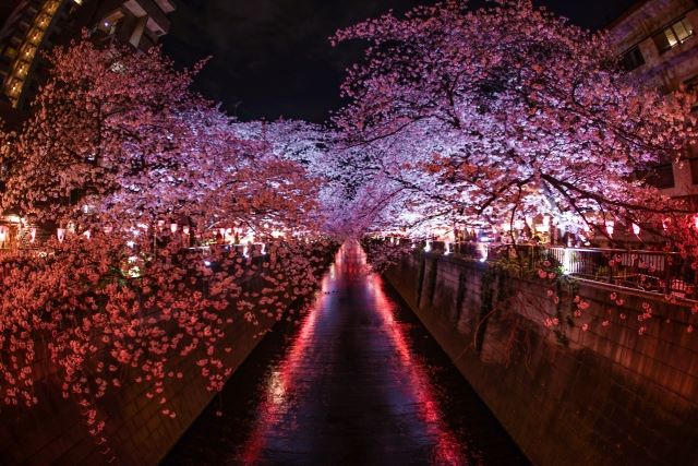 中目黒付近の桜のライトアップ