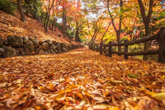 北野天満宮の紅葉