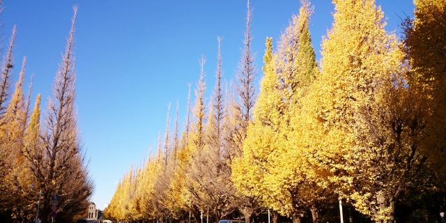 神宮外苑のイチョウ並木