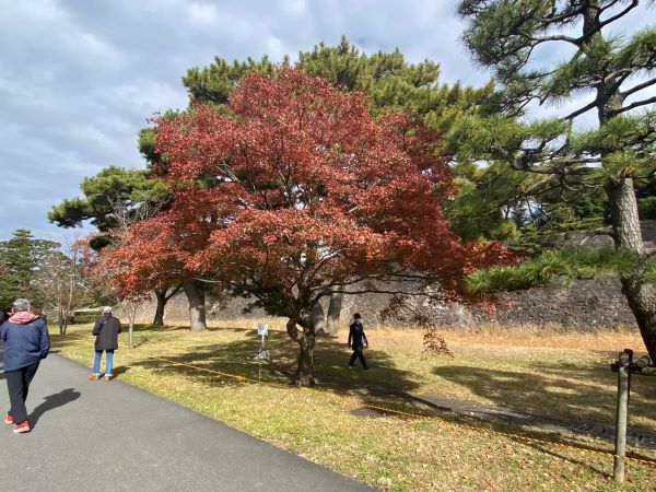 皇居乾門通り抜け