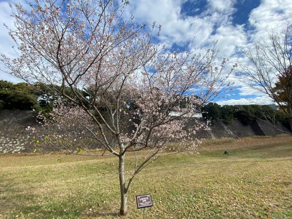 皇居乾門通り抜け