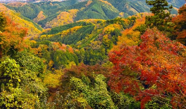 高尾山の紅葉